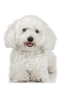 School Composition Book White Poodle Dog Photo 130 Pages