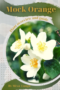 Mock Orange