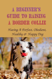 Beginner's Guide To Raising A Border Collie