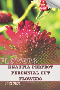 Knautia Perfect Perennial Cut Flowers