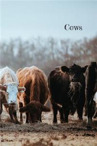 Cows
