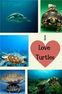 I Love Turtles