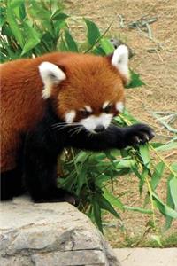 Red Panda Journal