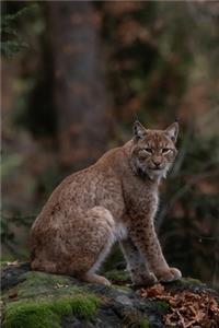 A Portrait of a Bobcat Journal