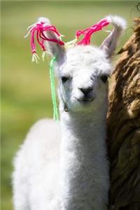 Adorable White Baby Llama in Altiplano Bolivia Journal