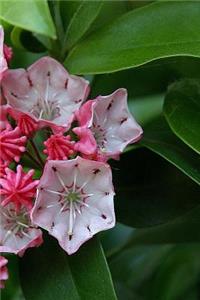 Journal Flowers Pretty Star Shaped Kalmias