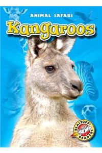 Kangaroos