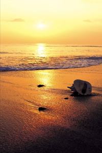 2020 Weekly Planner Sunset Over Water 134 Pages