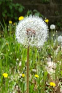 2020 Weekly Planner Dandelion Seeds Flower 134 Pages