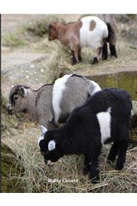 Baby Goats