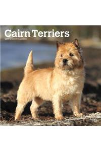 Cairn Terriers 2019 Square Wall Calendar