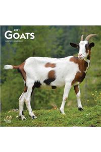 Goats 2021 Square