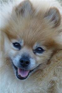 Smiling Pomeranian Dog Up Close Journal