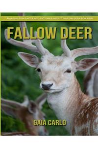 Fallow Deer