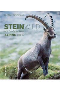 Alpine Ibex