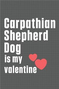 Carpathian Shepherd Dog is my valentine