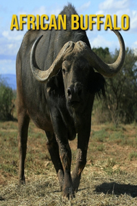 African buffalo: Amazing Pictures and Facts About African buffalo