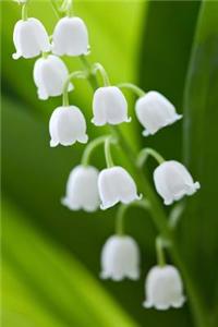 A Brilliant White Blooming Lily of the Valley Flower