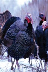 Journal Wild Turkeys Winter