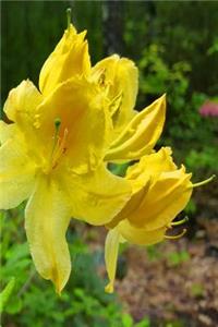 Springtime Journal Yellow Blooms