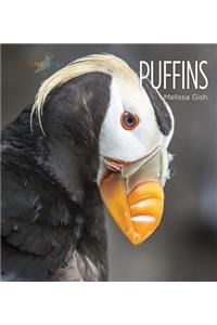 Puffins