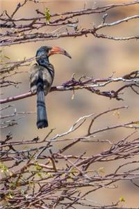 Hornbill Bird in the Wild Journal