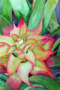 Bromeliad