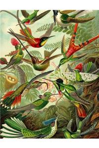 Haeckel's Hummingbirds Composition Notebook