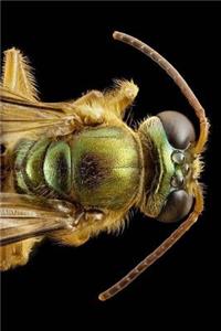 Bee Notebook