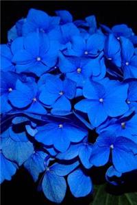 Magnificent Nikko Blue Mophead Hydrangea Journal