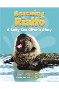 Rescuing Rialto: A Baby Sea Otter's Story