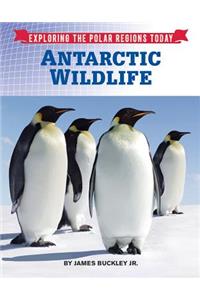 Antarctic Wildlife