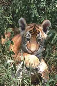 Tiger Cub in the Grass Journal