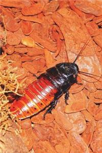 The Giant Cockroach Journal - Normal Size Journal, the Roaches are Big