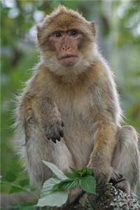 Barbary Macaque Animal Journal