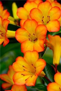 Rhododendron Vireya Flower Journal