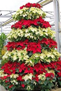 Red and White Poinsettia Plants Journal