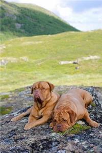 Dogue de Bordeaux