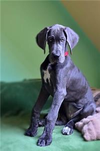A Gorgeous Blue Great Dane Dog Journal