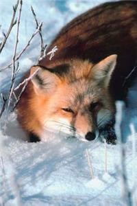 Journal Red Fox Lies In Snow: (Notebook, Diary, Blank Book)