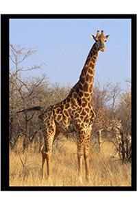 Giraffe South Africa Composition Book