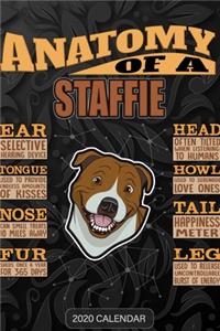 Anatomy Of A Staffordshire Bull Terrier