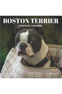 Boston Terrier 2019 Wall Calendar