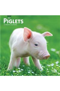 Piglets 2021 Mini 7x7