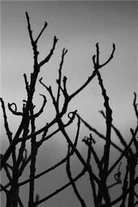 Cast a Light on Dark Energy