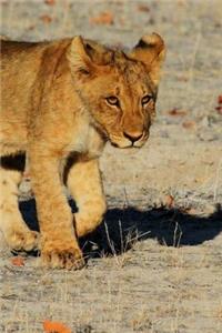 Lion Cub in Namibia, Africa Journal