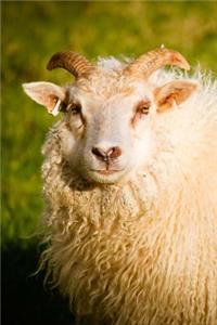 Wooly Ram Journal