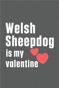 Welsh Sheepdog is my valentine
