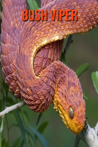 Bush Viper