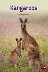 KANGAROOS